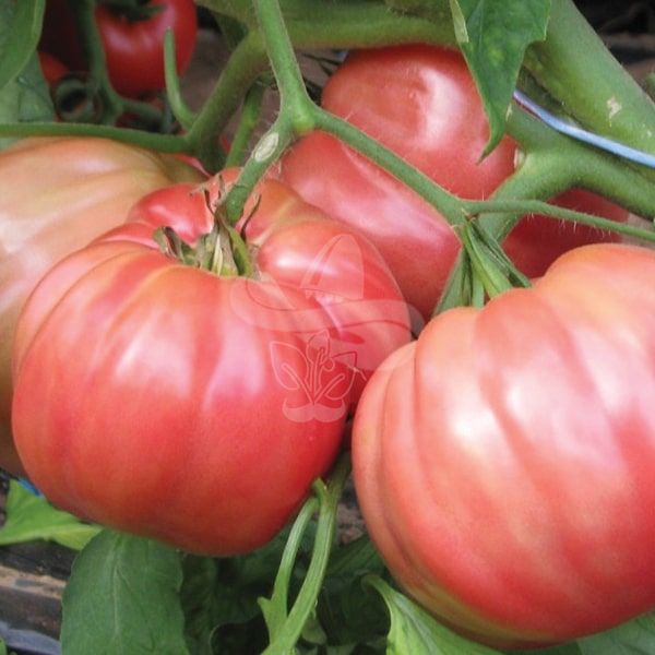 Насіння томату Оксіхарт Бельмонте F1, 250 насінин
