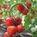 Насіння томату Ядвіга F1, 100 шт